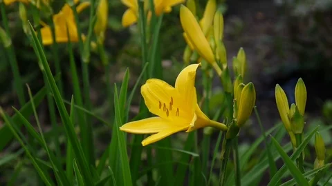 Flowering yellow daylilies in the garden Stock Footage