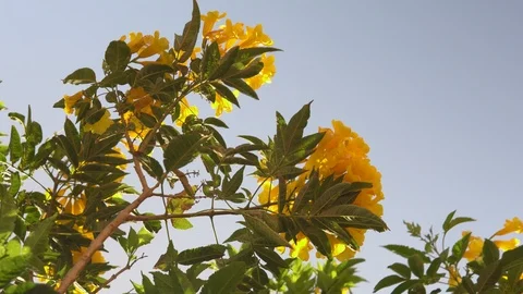 Flowering yellow flower tree Stock Footage 109419042