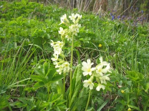 Flowering of yellow flowers. Stock Photos
