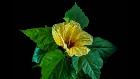 Flowering yellow hibiscus time-laps, On a black background Stock Footage 78657763