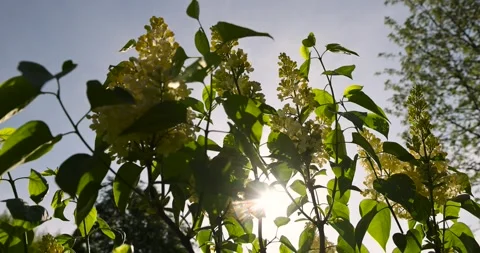 Flowering yellow lilac bushes, a spring park with blooming yellow lilac flowers Stock Footage 312149259
