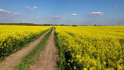 Flowering yellow rapeseed fields in springtime and soil road for farm transport Stock Footage 231047258