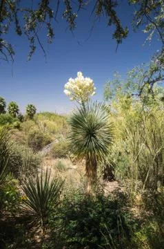 Flowering yucca Foto stock