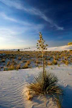 Flowering Yucca at Sundown on White Dune Stock Photos