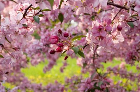 Flowerings trees Stock Photos