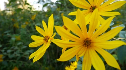 FlowerJerusalemArtichoke Stock Footage 139719052