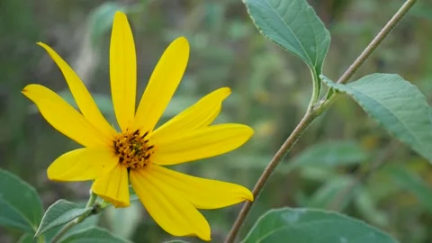 FlowerJerusalemArtichokeOne Stock Footage 139719054