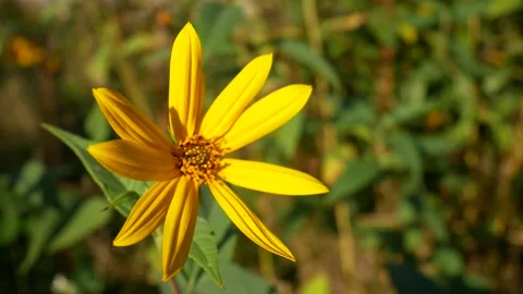 FlowerJerusalemArtichokeSun Stock Footage 139719051