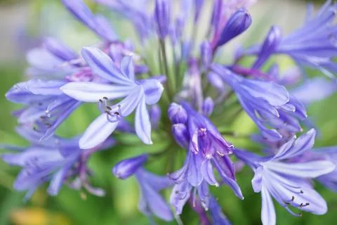 Flowermacro Stock Photos