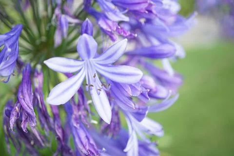 Flowermacro Stock Photos