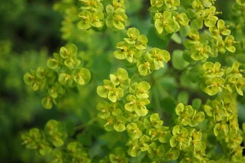 Flowermacro Stock Photos