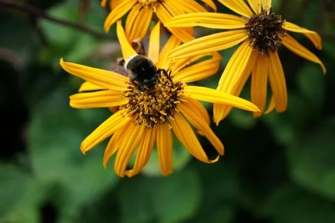 Flowermacro Stock Photos