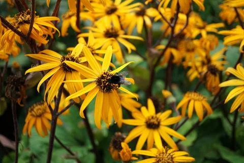 Flowermacro Stock Photos