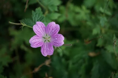 Flowermacro Stock Photos