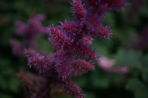 Flowermacro Stock Photos