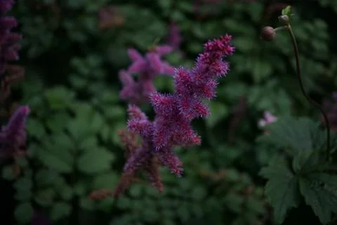 Flowermacro Stock Photos