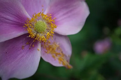 Flowermacro Stock Photos