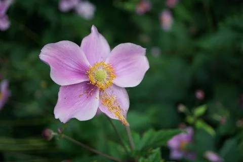 Flowermacro Stock Photos