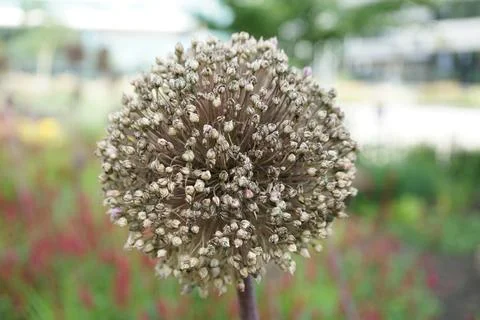 Flowermacro Stock Photos