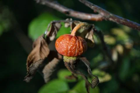 Flowermacro Stock Photos