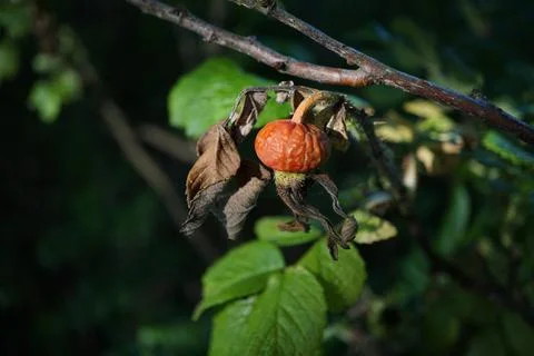 Flowermacro Stock Photos