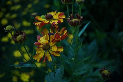 Flowermacro Stock Photos