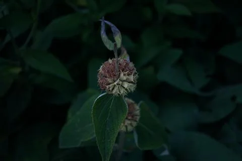 Flowermacro Stock Photos