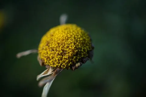 Flowermacro Stock Photos