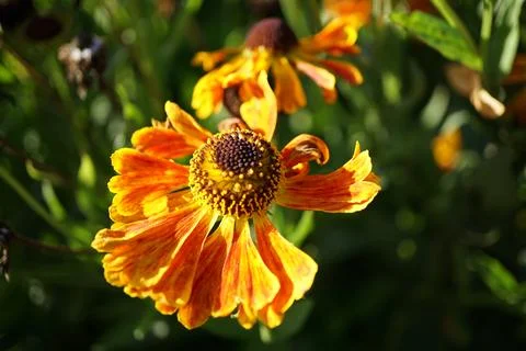 Flowermacro Stock Photos