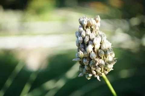 Flowermacro Stock Photos