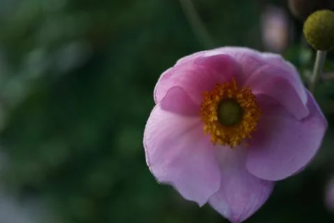 Flowermacro Stock Photos