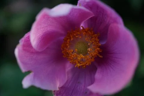 Flowermacro Stock Photos