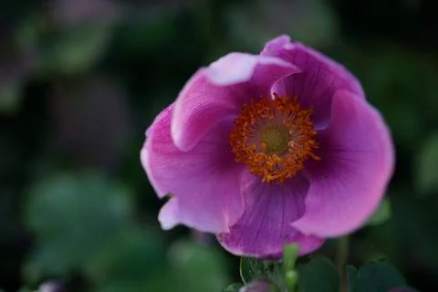 Flowermacro Stock Photos