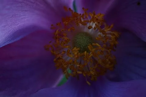 Flowermacro Stock Photos