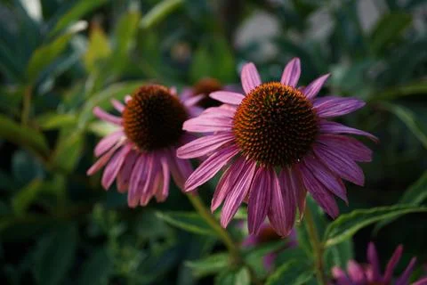 Flowermacro Stock Photos