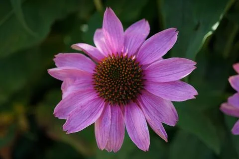 Flowermacro Stock Photos