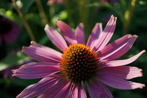 Flowermacro Stock Photos