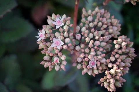 Flowermacro Stock Photos