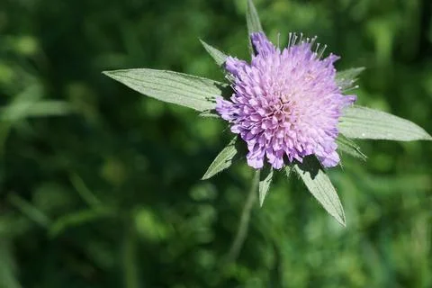 Flowermacro Stock Photos