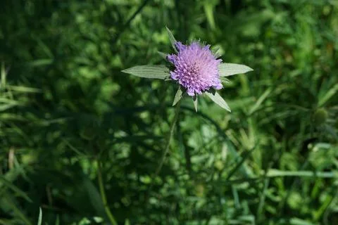 Flowermacro Stock Photos
