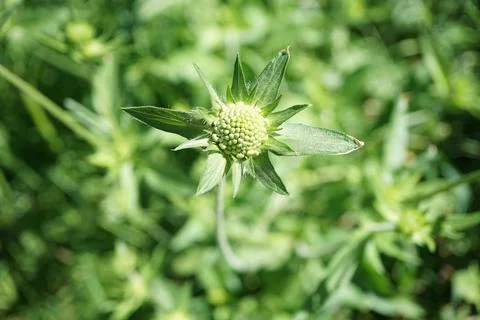 Flowermacro Stock Photos