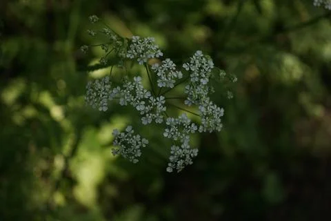 Flowermacro Stock Photos