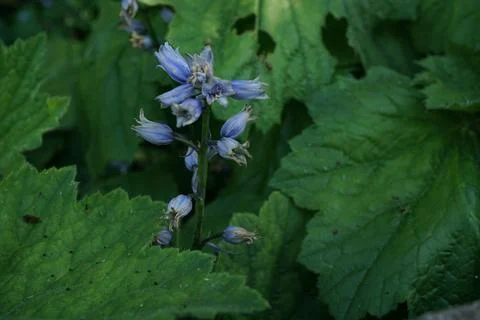 Flowermacro Stock Photos