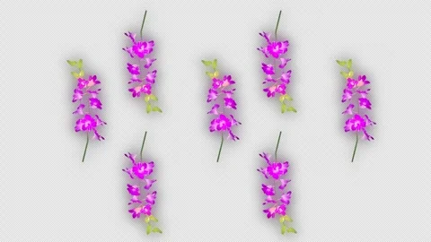 Flower,Orchids rotating in a row (Seamless Loop, with Alpha Channel) Stock Footage 332962522