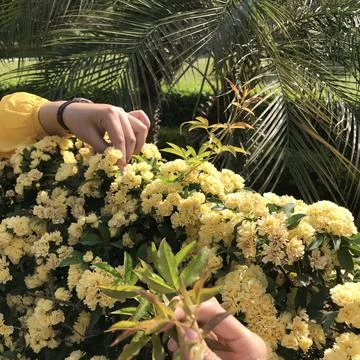 Flowerpicking Foto stock