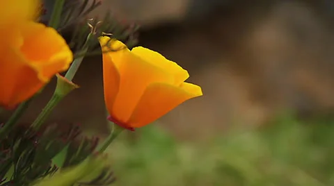 FlowerPoppy01 Stock Footage 26359530