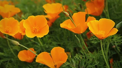 FlowerPoppy02 Stock Footage 26360749