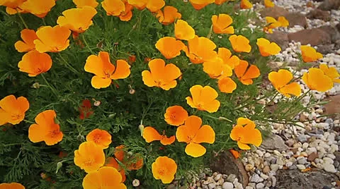 FlowerPoppy03 Stock Footage 26360163