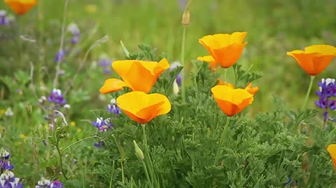 FlowerPoppy04 Stock Footage 26360314