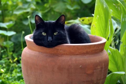Flowerpot cat 스톡 사진